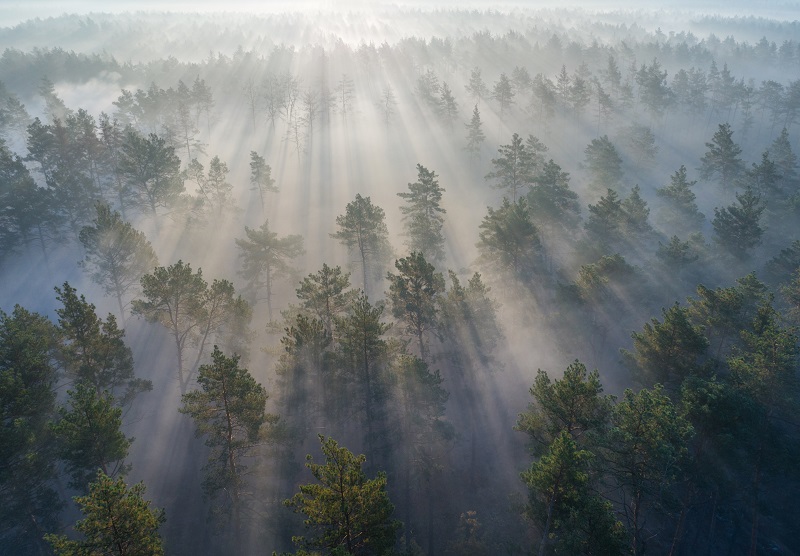 FSDA Investor Expectations for Commercial and Investment Banks makes the case for eliminating deforestation