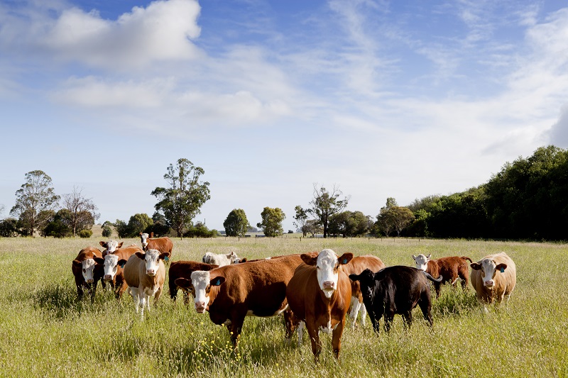 First-ever investor expectations on deforestation for commercial and investment banks published by FSDA and IIGCC